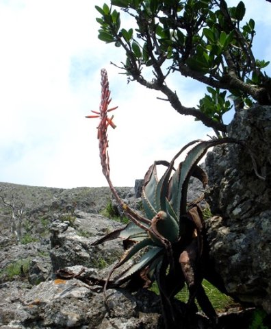 Aloe suprafoliata this time with a stem